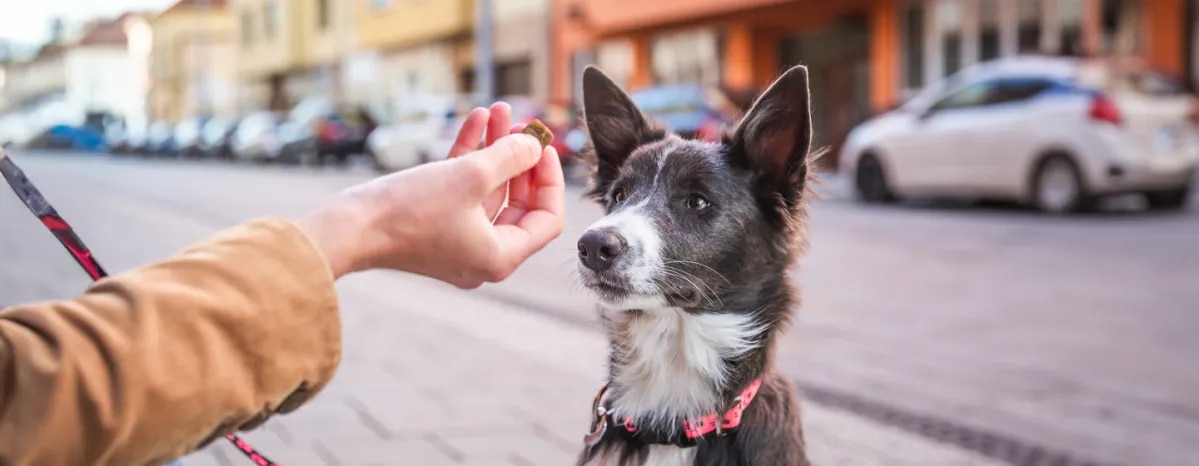 Healthy Dog Treats for Training