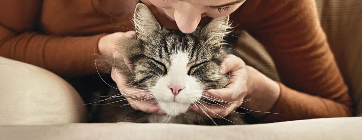 Cat Myths and Misconceptions