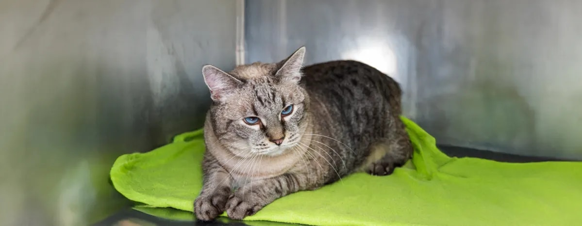 Arthritis in Cats