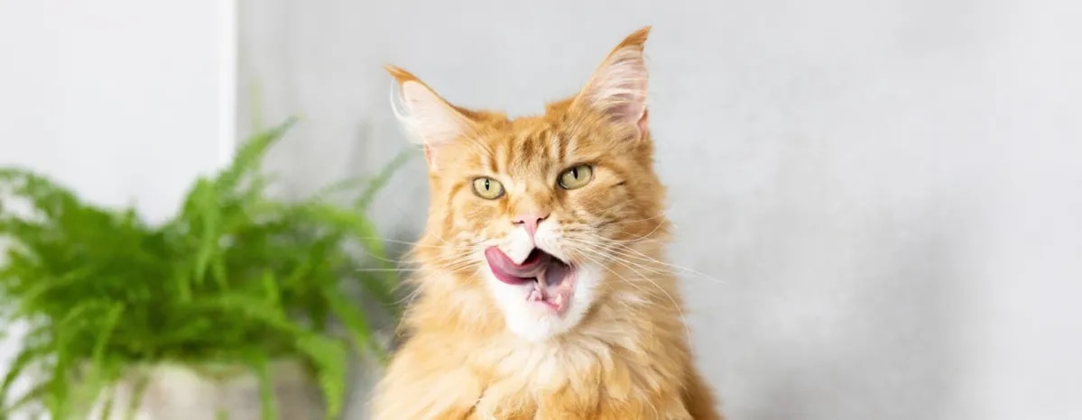 Bad Breath In Cats