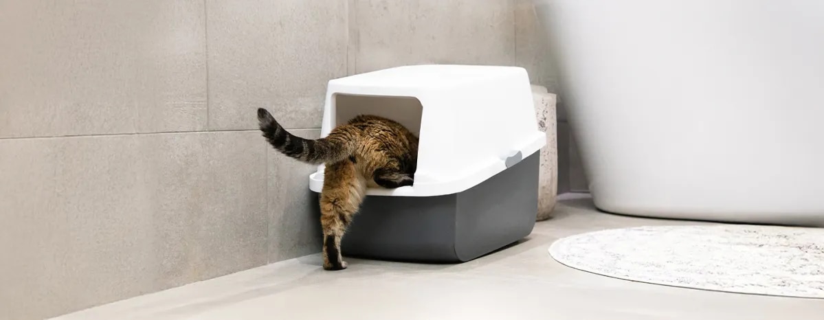 Blood in Cat Poo