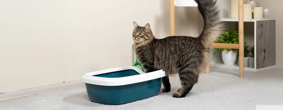 Blood in Cat Urine Causes Other Symptoms to Look Out For