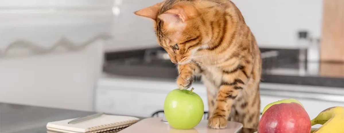 Can Cats Eat Apples?