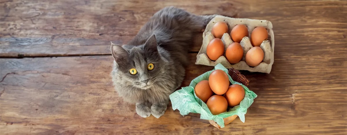 Can Cats Eat Eggs