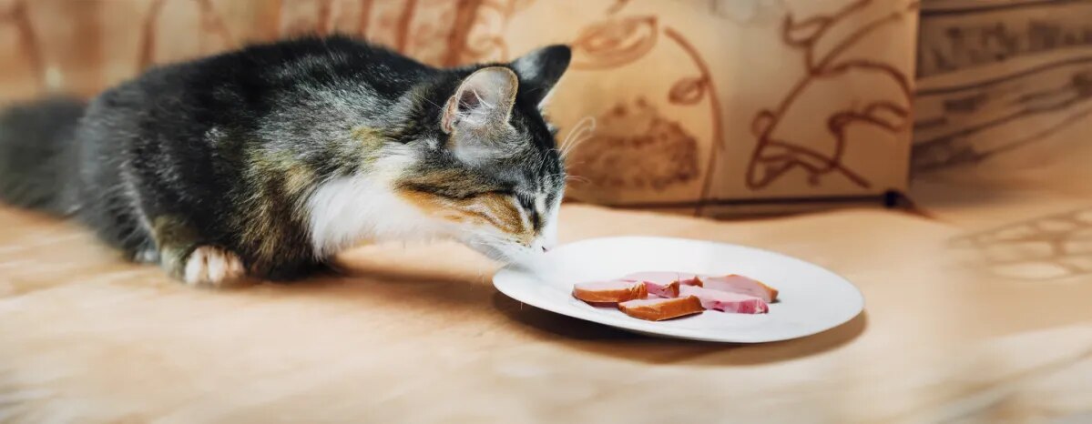 Can Cats Eat Ham