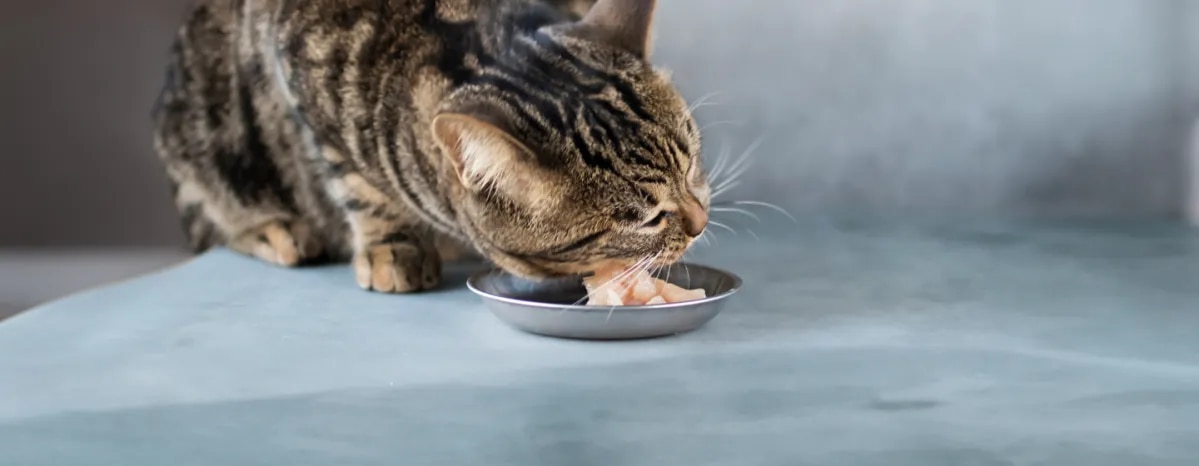 Can Cats Eat Raw Chicken
