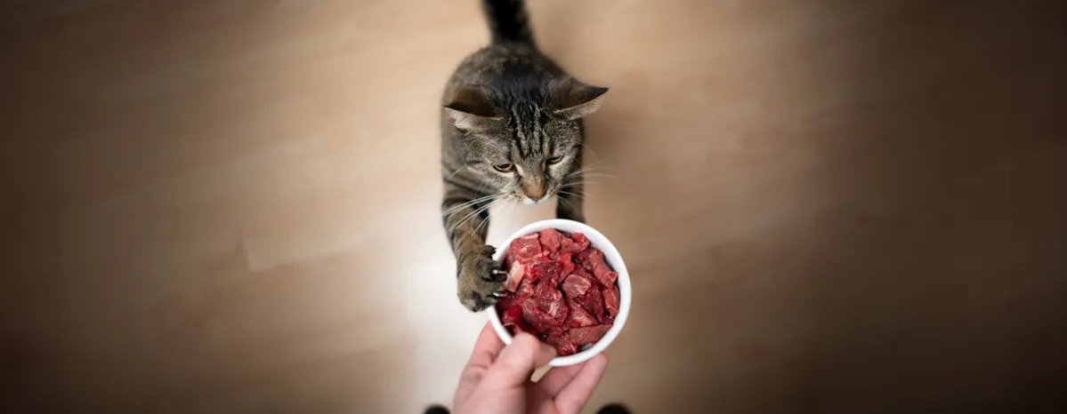 Can Cats Eat Raw Meat All About Raw Food Diets for Cats