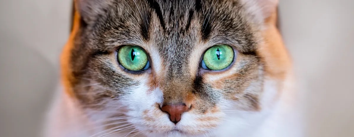Can Cats See Colour