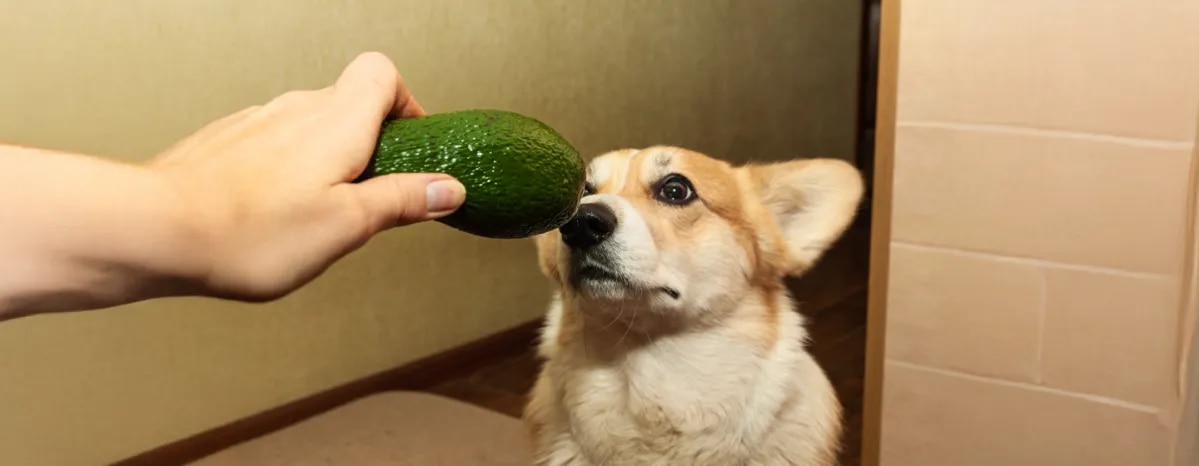 Can Dogs Eat Avocado