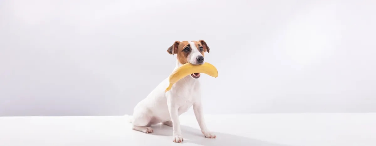 Can Dogs Eat Bananas