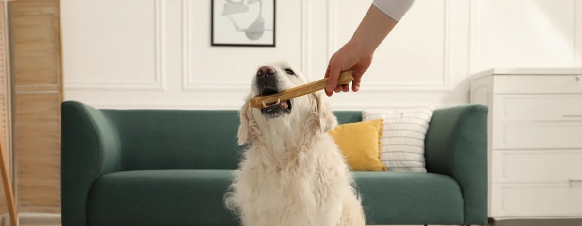 Can Dogs Eat Bones
