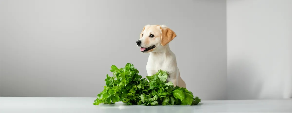 Can Dogs Eat Celery