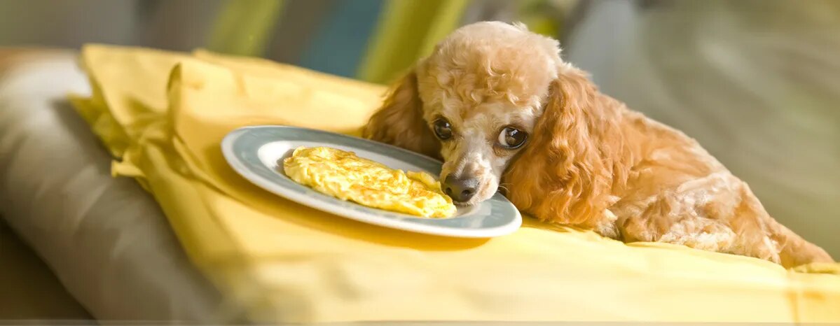 Can Dogs Eat Eggs