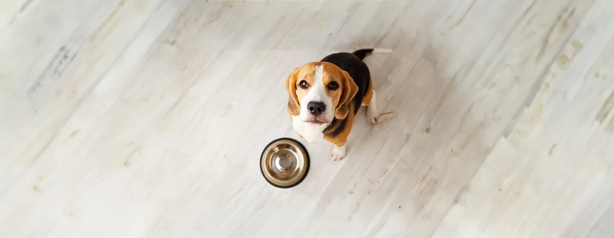 Can Dogs Eat Garlic