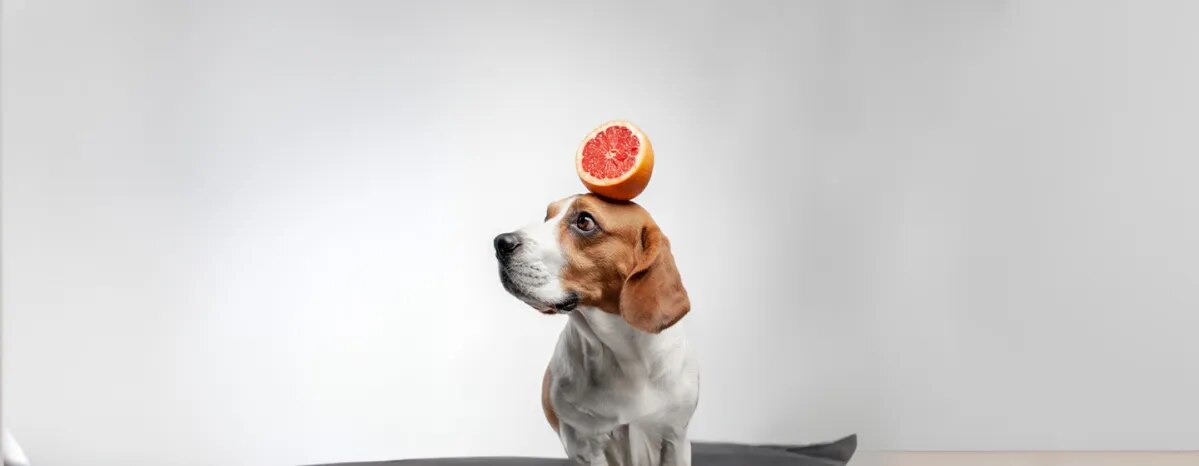 Can Dogs Eat Grapefruit