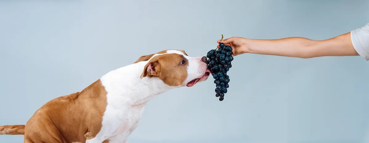 Can Dogs Eat Grapes