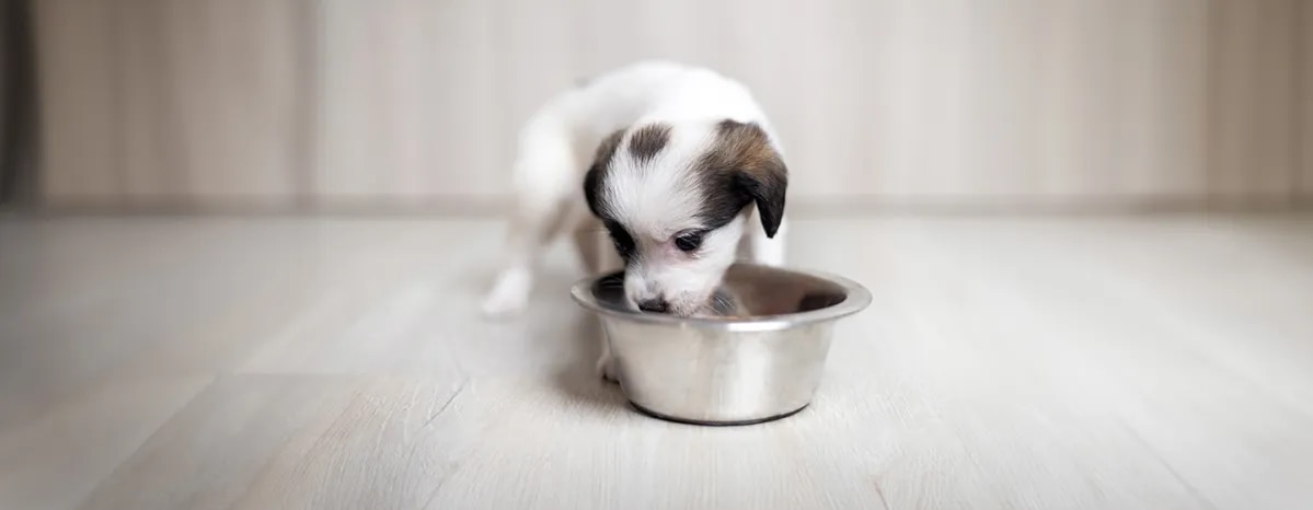 Can Dogs Eat Green Beans