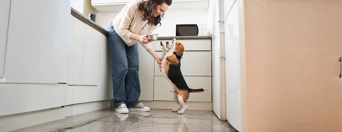 Can Dogs Eat Ham