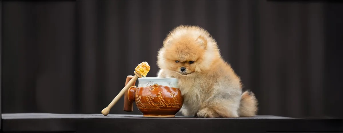 Can Dogs Eat Honey