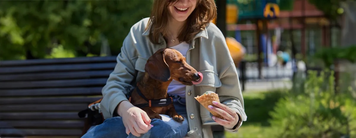 Can Dogs Eat Ice Cream