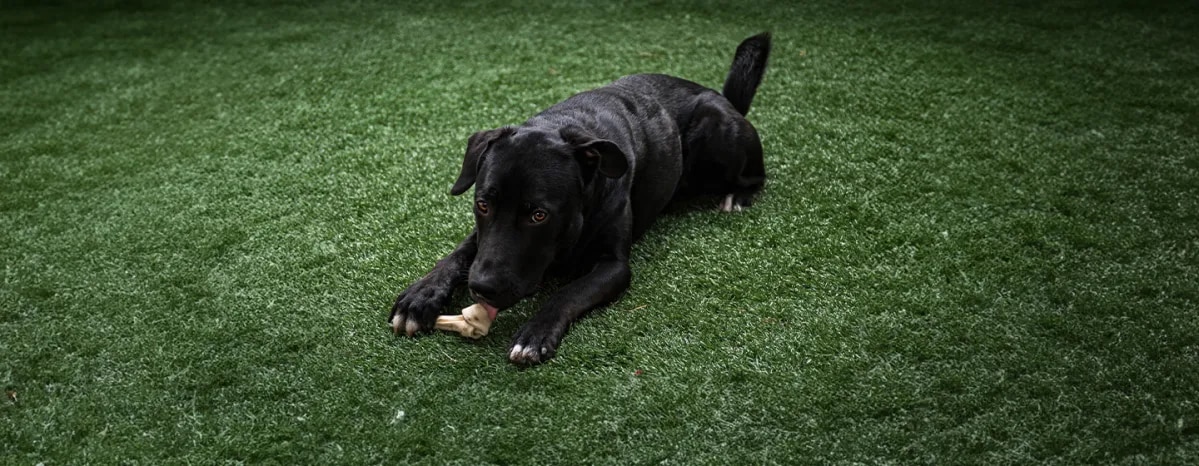 Can Dogs Eat Lamb Bones
