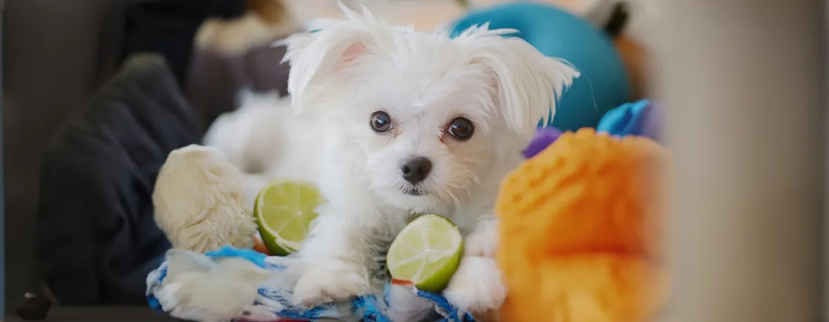 Can Dogs Eat Limes