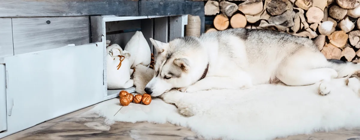 Can Dogs Eat Nuts