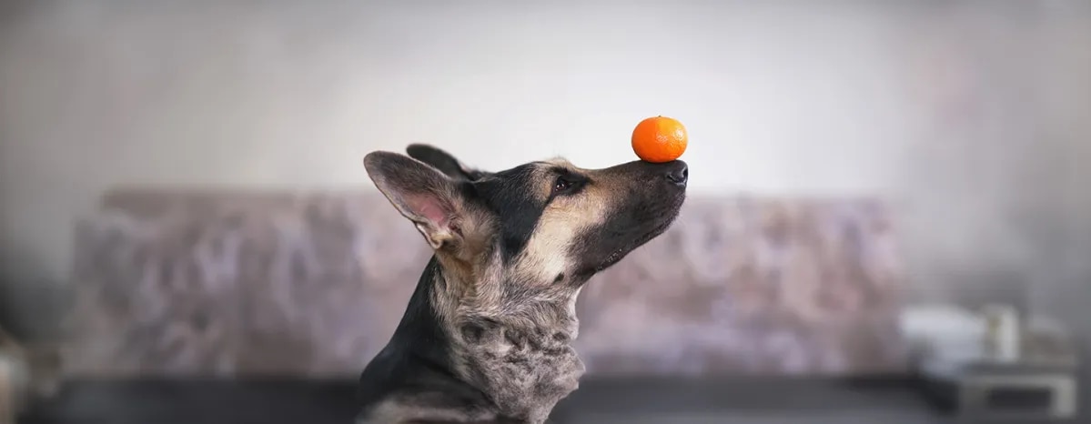 Can Dogs Eat Oranges