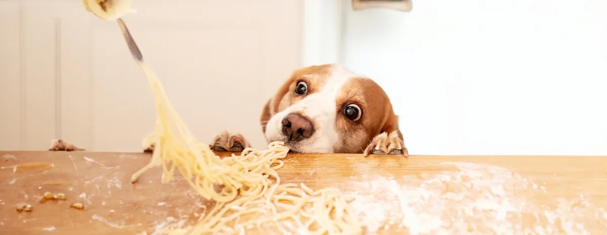 Can Dogs Eat Pasta, Spaghetti or Noodles