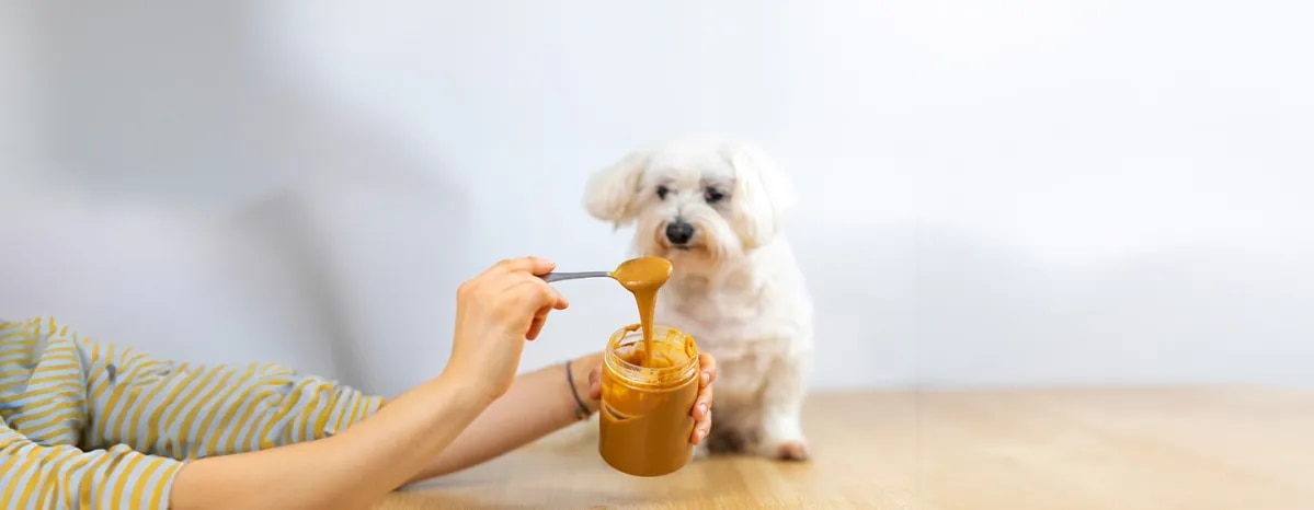 Can Dogs Eat Peanuts and Peanut Butter