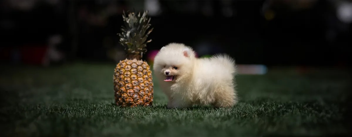 Can Dogs Eat Pineapple