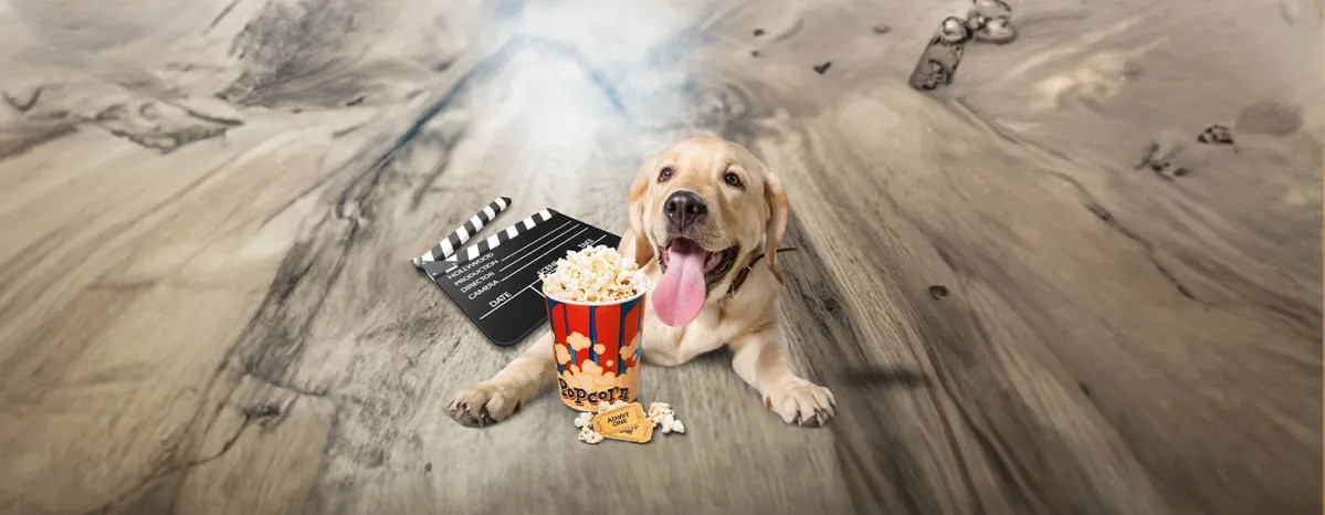 Can Dogs Eat Popcorn
