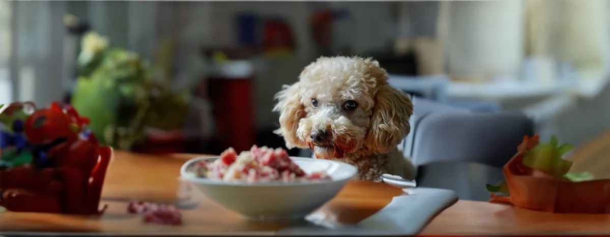 Can Dogs Eat Pork