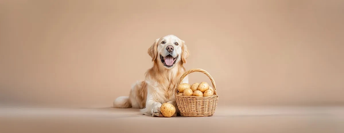 Can Dogs Eat Potatoes
