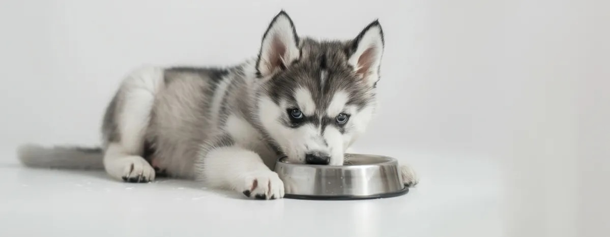 Can Dogs Eat Tuna?