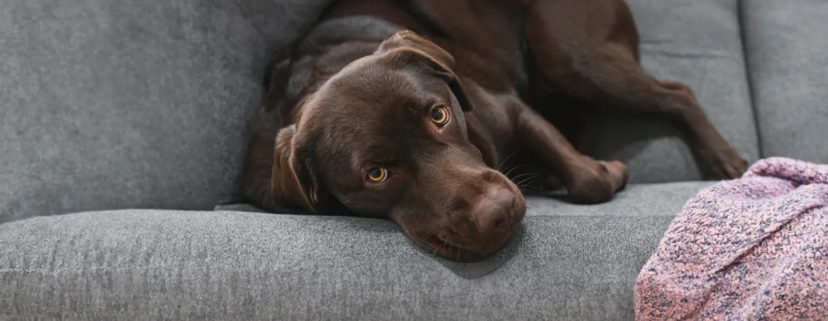 Cancer in dogs – signs and treatment