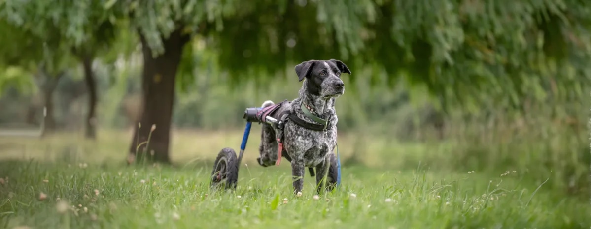 Caring for Paralysed Dogs and Wheelchair Advice
