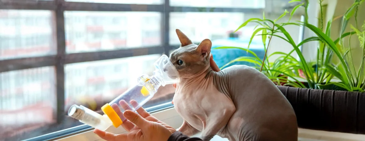Cat Asthma - What It Is, Symptoms & Treatment