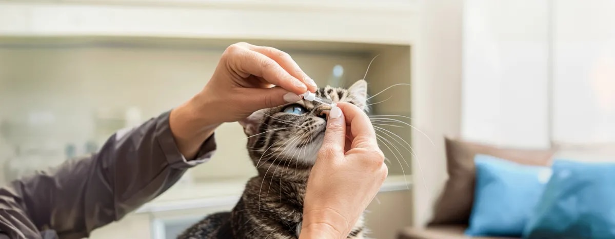 Cat Eye Drops - What Owners Should Know