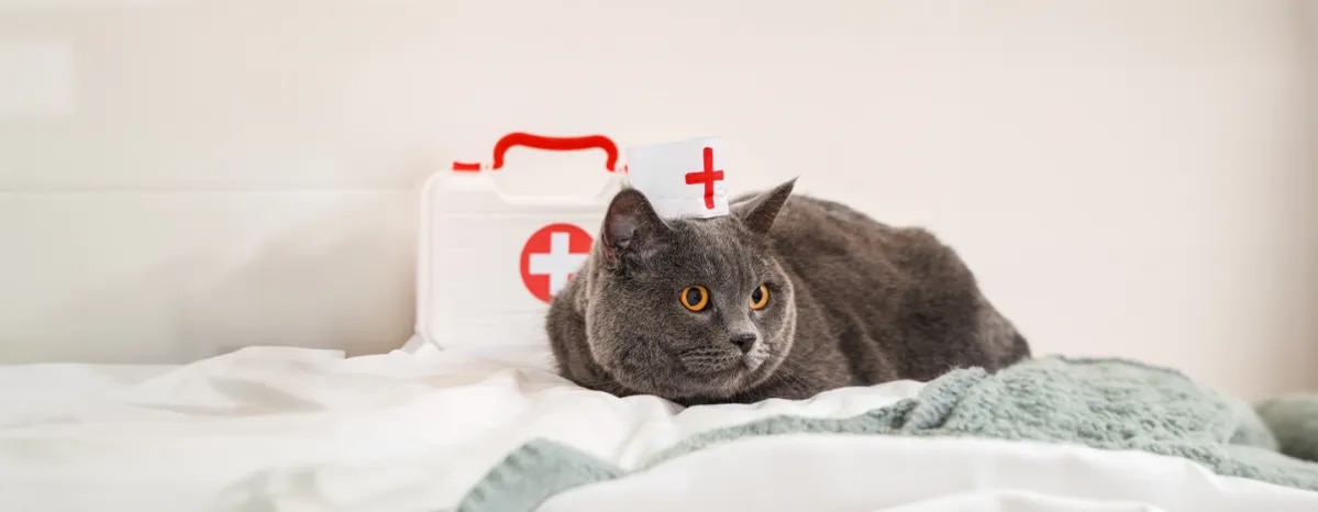 Cat First Aid