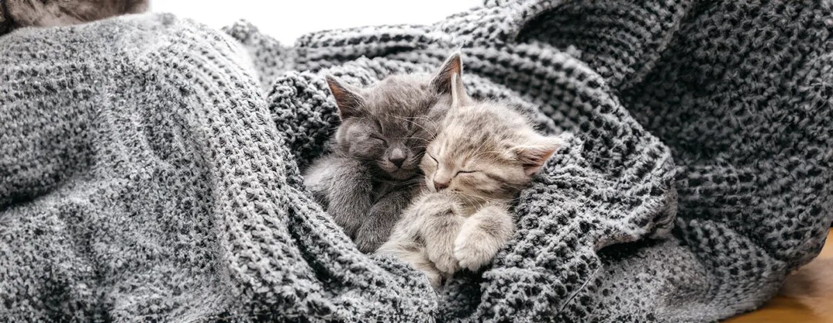 Cat Labour and Giving Birth.