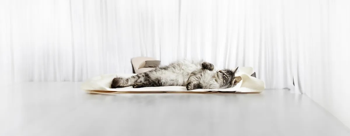 Cat Pregnancy Information & Advice