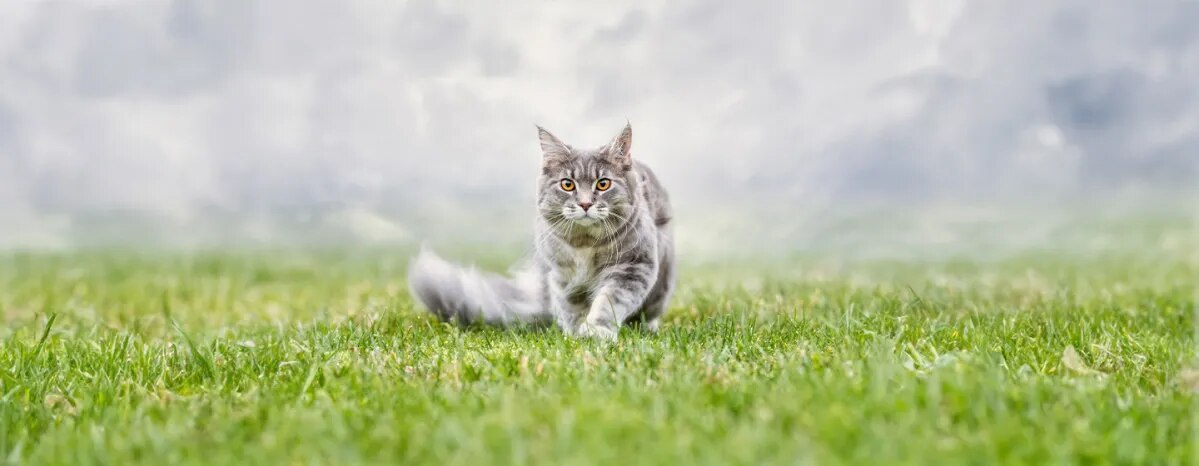 Cat Proofing Your Garden
