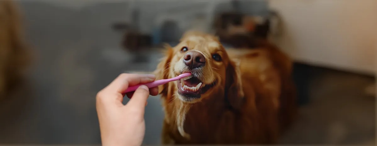 Cavities in dog's teeth