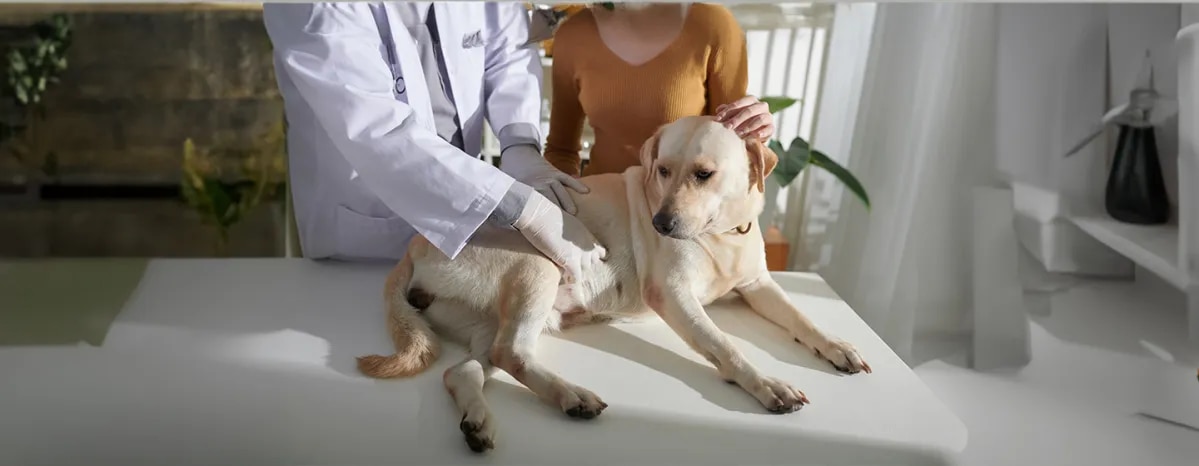 Cushing’s Disease in Dogs Symptoms and Treatment.