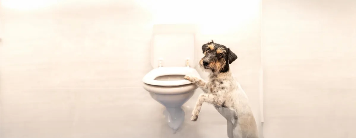 Dog Constipation Everything You Need to Know