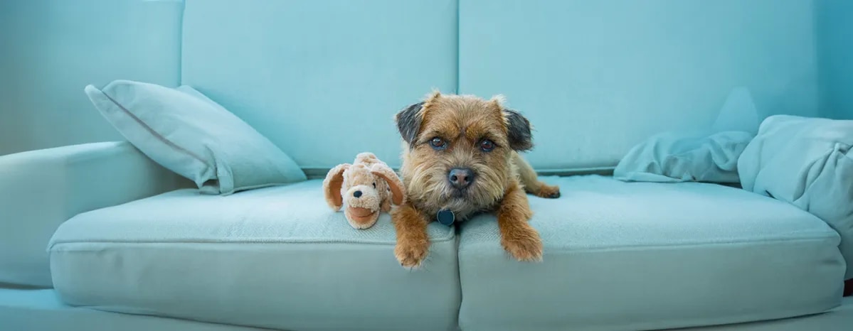 Dog Depression – Symptoms & Treatment