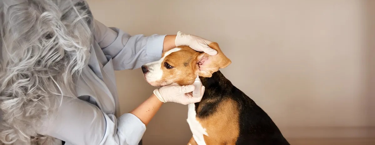Dog Ear Infections and Other Ear Problems Symptoms, Causes & Treatment