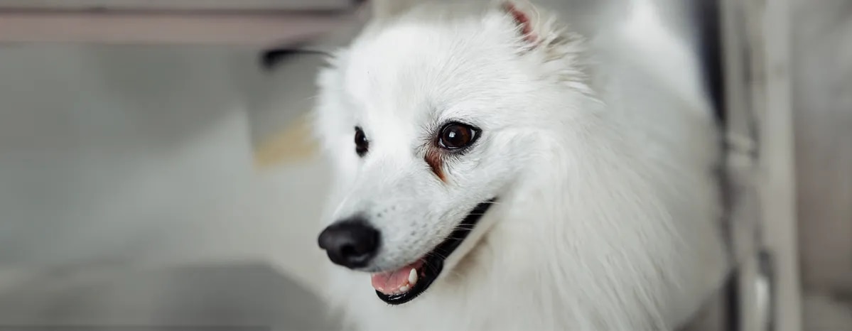 Dog Eye Infections Symptoms and Treatments