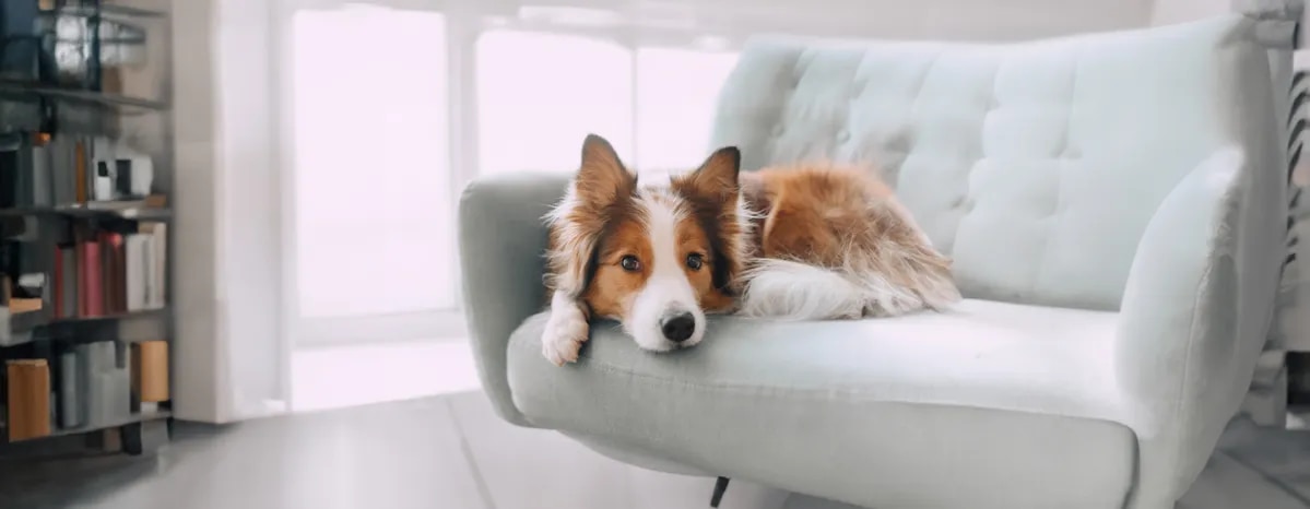 Dog Hackles Why Do Dog’s Hairs Stand Up